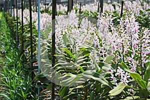 Thai Orchid Flowers-25