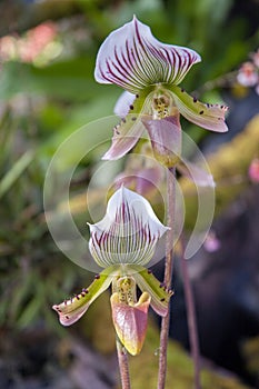 Thai Orchid (Paphiopedilum Callosum) photo