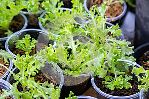 Thai Organic green lettuce vegetable plant in Garden farm for agriculture concept