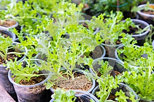 Thai Organic green lettuce vegetable plant in Garden farm for agriculture concept