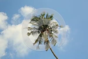 Thai palm trees touch the sky