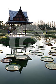 Thai pavilion in lotus pond