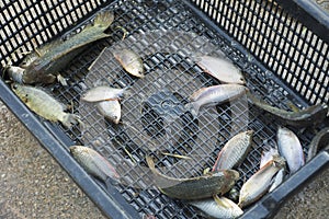 Thai people catch Moonlight gourami fish and Climbing gourami