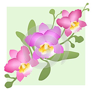 Thai Pink Cattleya Orchid Art