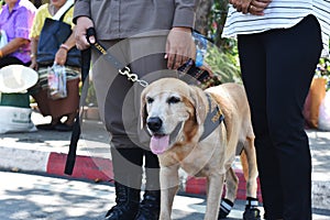 Thai Police Dog, Police man holding leashed for training dog.