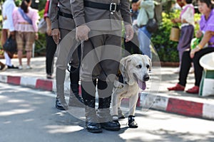 Thai Police Dog, Police man holding leashed for training dog.