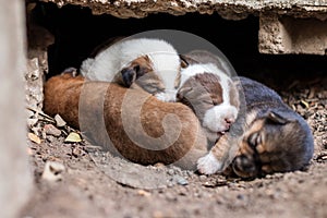 Thai puppies are lying on the ground under the concrete floor