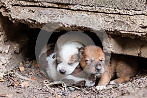 Thai puppies are lying on the ground under the concrete floor