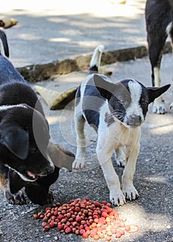 Thai puppy stray dog eating