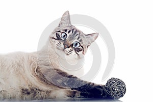 Thai purebred cat is playing with a ball on a white background