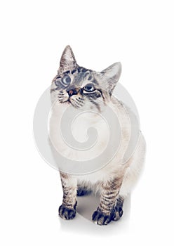 Thai purebred cat on a white background