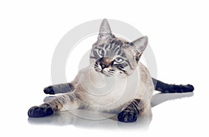 Thai purebred cat on a white background