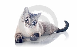 Thai purebred cat on a white background