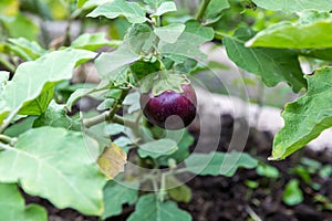 Thai Purple Eggplant on tree at vegetable garden. Thai eggplant hanging on tree with leaves and flower in farm. Green Asian mini e