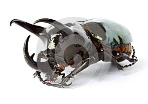 Thai rhinoceros beetle photo