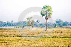 Thai rice field