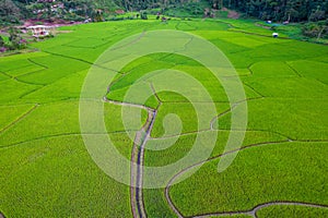 Thai rice fields from above in Thailand