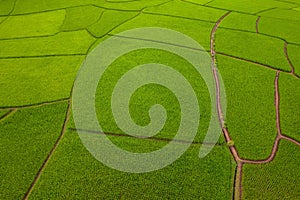 Thai rice fields from above in Thailand