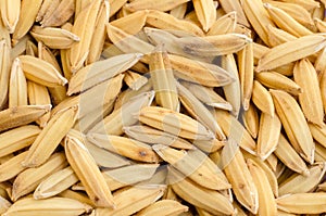Thai rice seed