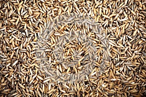 Thai rice seed