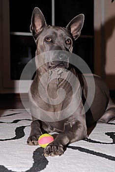 Thai Ridgeback dog