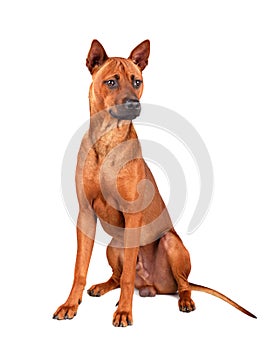 Thai Ridgeback dog