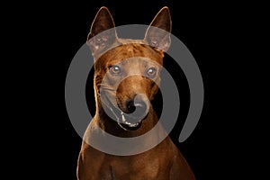 Thai Ridgeback Dog Isolated on Black Background