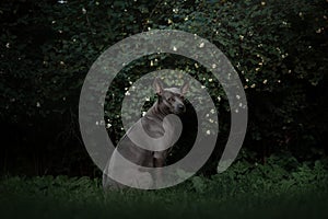 Thai ridgeback dog posing outdoors in summer