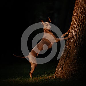 Thai ridgeback dog posing outdoors by a tree