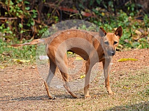 The Thai Ridgeback is a dog recently established as a standardized breed photo