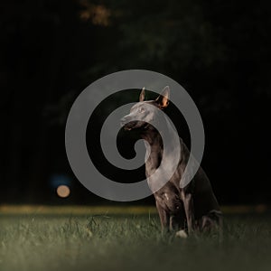 Thai ridgeback dog sitting outdoors in summer