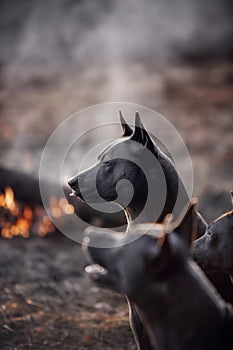 Thai Ridgeback dog in a smoking bonfire