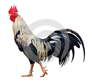 Thai rooster