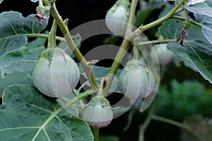 Thai round eggplant tree with eggplants on tree