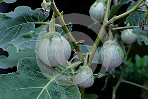 Thai round eggplant tree with eggplants on tree