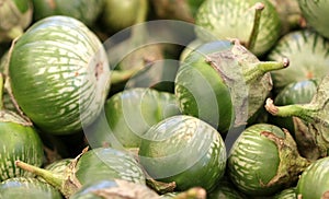 Thai Round Green Eggplant, Solanum melongena