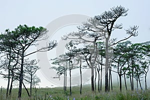 thai\'s pine wood with foggy scene