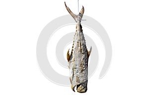 Thai salted fish hanging up to dry  isolated on white background. Salted fish is fish cured with dry salt and thus preserved for photo