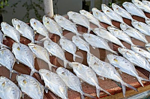 Thai salted fish put up to dry on the net, Food preservation, salted fish is fish cured with dry salt and thus preserved for later photo