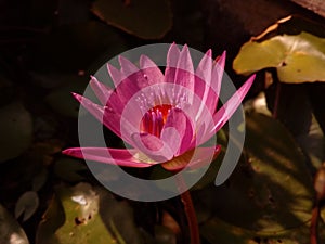 Thai Shocking pink Water lily