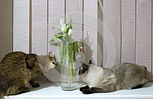 Thai Shorthair seal point Bobtail and red fluffy Somali breed young cats playing with a flower in a vase