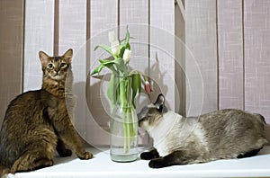 Thai Shorthair seal point Bobtail and red fluffy Somali breed young cats playing with a flower in a vase