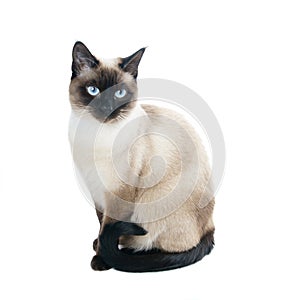 Thai or siamese cat