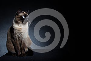 Thai Siamese cat
