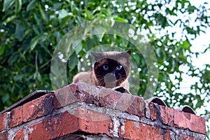 Thai Siamese cat with blue eyes and fluffy fur sits on a brick fence.