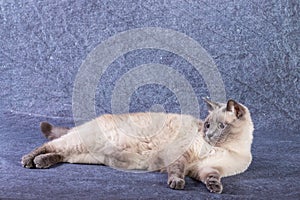 The Thai Siamese cat is lying quietly on its side resting.