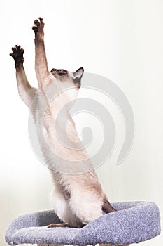 The Thai Siamese cat sits on its hind legs and stretches up with its two front paws