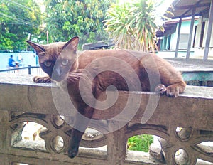 Thai siamese cat stares