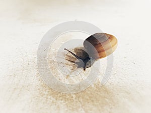 Thai snail crawling slowly on the floor to find humid place.