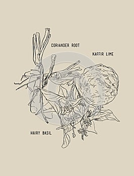 Thai spices , ingredient set ,sketch vector.